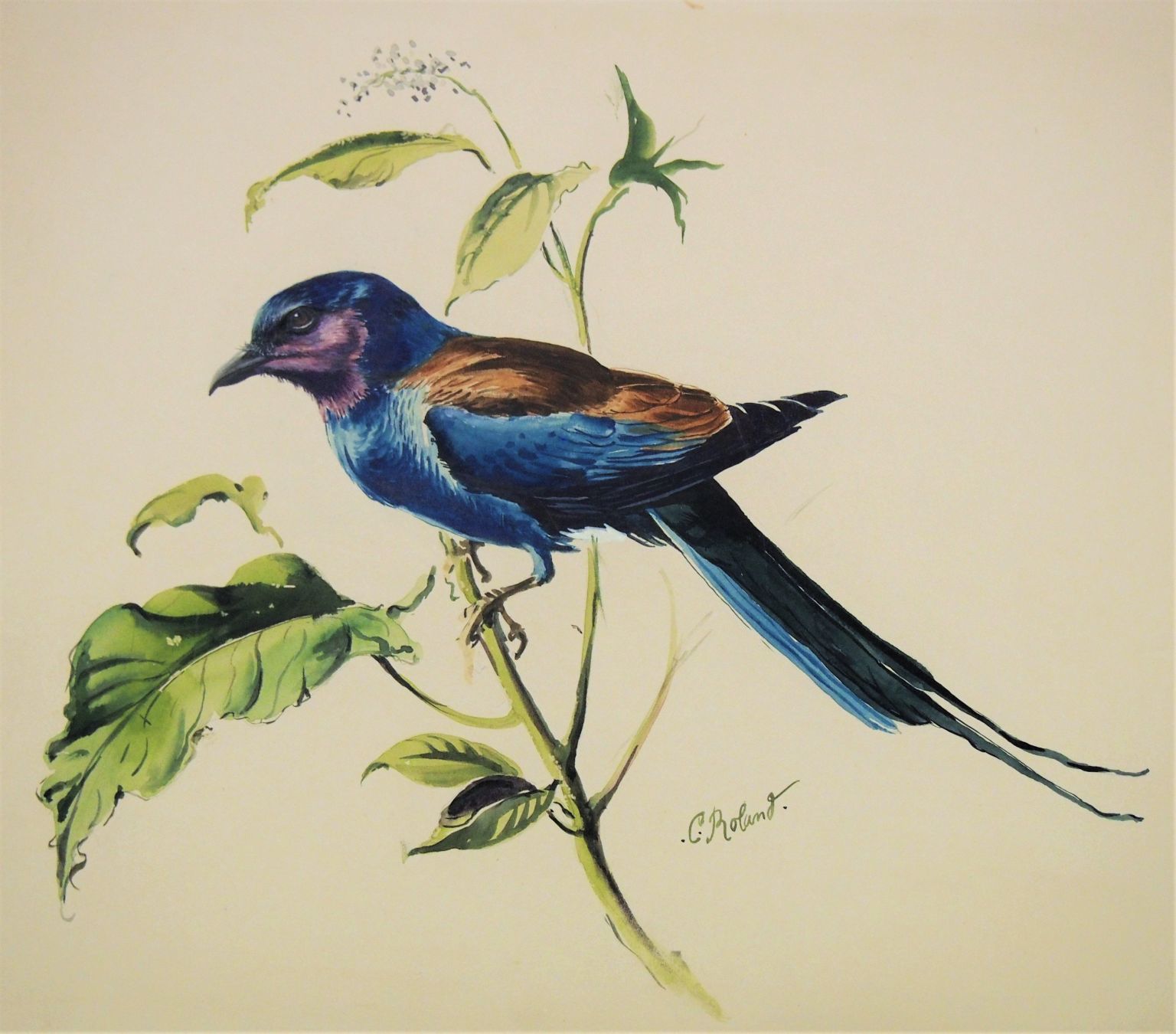 1-2-20 BaumRoland_Bird.jpg